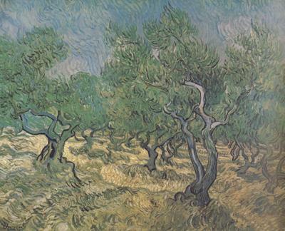 Vincent Van Gogh Olive Grove (nn04) oil painting picture